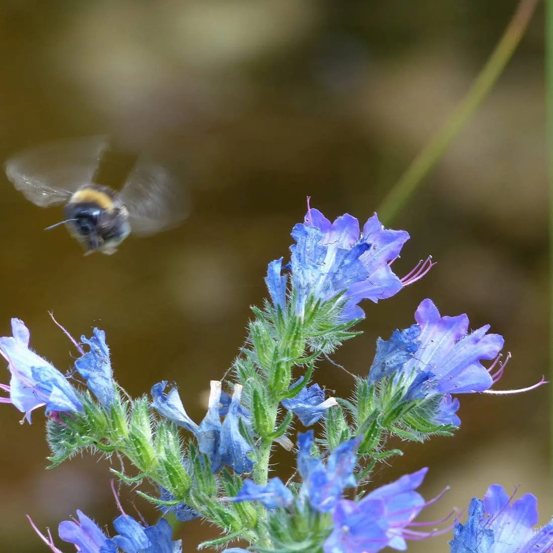 Kate Moby Wildflower Seeds For Butterflies and Bees