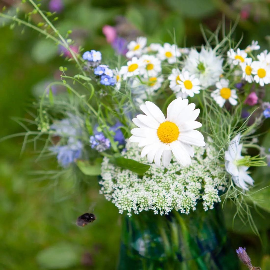 Kate Moby Wildflower Seeds For Butterflies and Bees